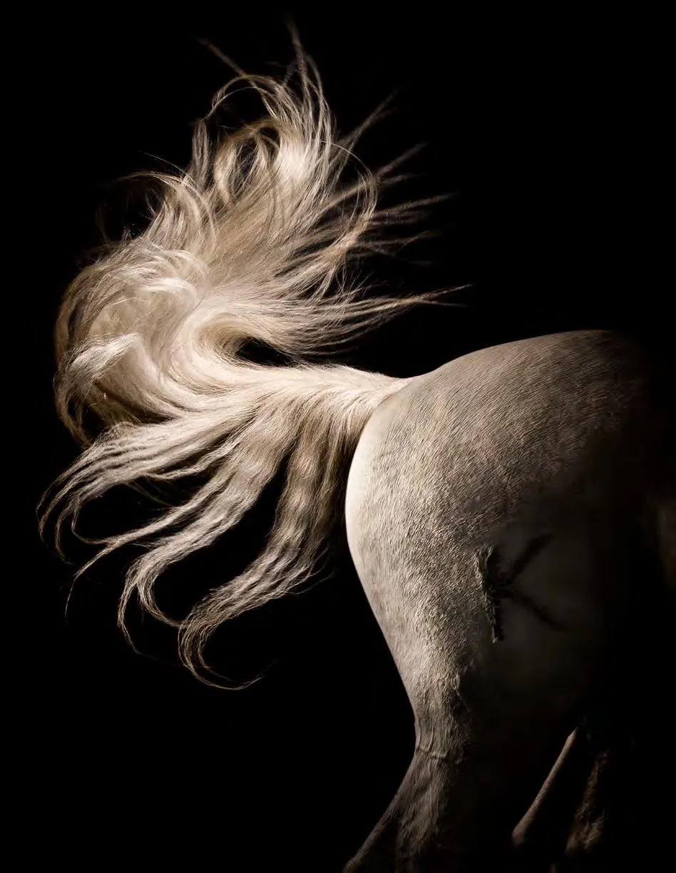 Cola blanca de un caballo agitándose en el aire sobre fondo negro