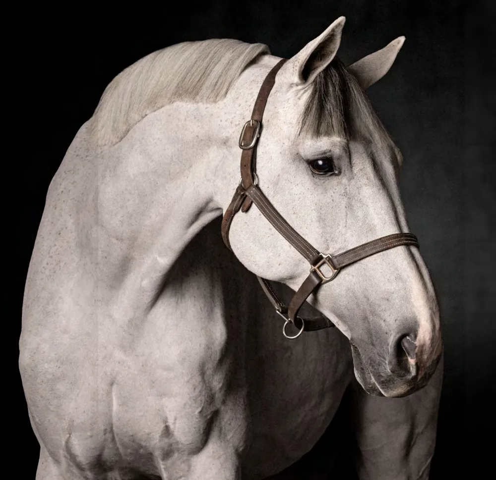 Caballo tordillo con cabezada de cuero, de perfil sobre fondo negro